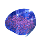 海の生き物と珊瑚、岩（個別スタンプ：3）