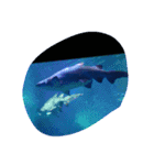 海の生き物と珊瑚、岩（個別スタンプ：8）