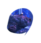 海の生き物と珊瑚、岩（個別スタンプ：16）