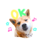 柴犬かわいい（個別スタンプ：1）