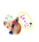 柴犬かわいい（個別スタンプ：2）