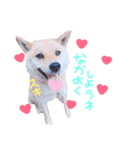 柴犬かわいい（個別スタンプ：3）