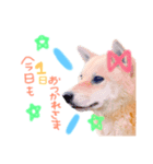 柴犬かわいい（個別スタンプ：4）