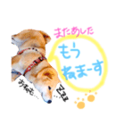 柴犬かわいい（個別スタンプ：5）