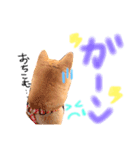 柴犬かわいい（個別スタンプ：6）