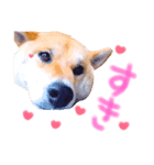 柴犬かわいい（個別スタンプ：7）