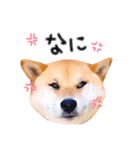 柴犬かわいい（個別スタンプ：8）
