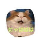 にゃんたろうくん（個別スタンプ：2）