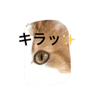 にゃんたろうくん（個別スタンプ：3）