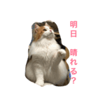 にゃんたろうくん（個別スタンプ：4）