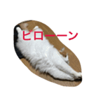 にゃんたろうくん（個別スタンプ：5）