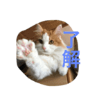 にゃんたろうくん（個別スタンプ：6）