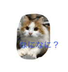 にゃんたろうくん（個別スタンプ：7）