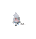 YT＆AL-Lovely Dog（個別スタンプ：2）