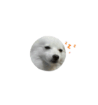 YT＆AL-Lovely Dog（個別スタンプ：3）