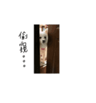 YT＆AL-Lovely Dog（個別スタンプ：11）