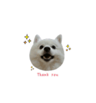 YT＆AL-Lovely Dog（個別スタンプ：12）