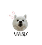 YT＆AL-Lovely Dog（個別スタンプ：13）