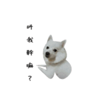 YT＆AL-Lovely Dog（個別スタンプ：14）