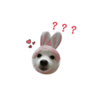 YT＆AL-Lovely Dog（個別スタンプ：16）