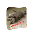 rose saw（個別スタンプ：5）