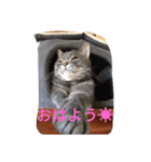 Buri（個別スタンプ：3）