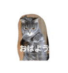 Buri（個別スタンプ：4）
