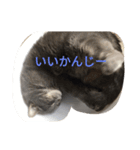 Buri（個別スタンプ：7）