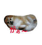 まふあんどそら（個別スタンプ：3）