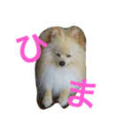 まふあんどそら（個別スタンプ：4）