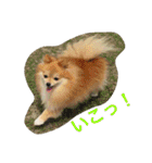 まふあんどそら（個別スタンプ：11）