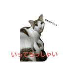 にゃんこ日常スタンプ（個別スタンプ：3）