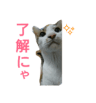 にゃんこ日常スタンプ（個別スタンプ：4）