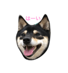 豆柴ツキ★日常（個別スタンプ：1）