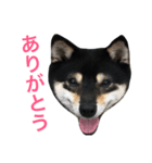 豆柴ツキ★日常（個別スタンプ：2）