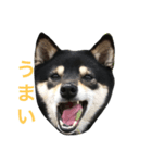 豆柴ツキ★日常（個別スタンプ：3）