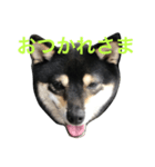 豆柴ツキ★日常（個別スタンプ：5）