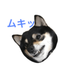 豆柴ツキ★日常（個別スタンプ：6）