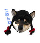豆柴ツキ★日常（個別スタンプ：7）