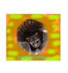 nekojarasi（個別スタンプ：6）