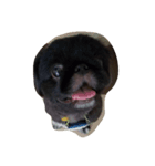 moko dog（個別スタンプ：1）