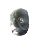 moko dog（個別スタンプ：3）