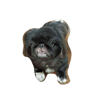 moko dog（個別スタンプ：4）