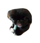 moko dog（個別スタンプ：8）