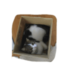 pupu0529（個別スタンプ：5）