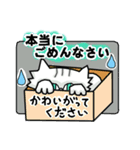 ネコで伝える基本の言葉（個別スタンプ：16）