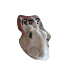 シータともふぃ（個別スタンプ：1）