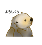 全力でとぼけたいラッコ（個別スタンプ：2）