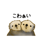全力でとぼけたいラッコ（個別スタンプ：8）