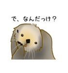 全力でとぼけたいラッコ（個別スタンプ：20）